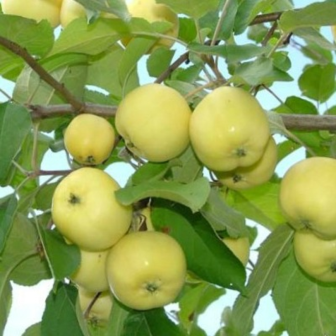 Obelis (Malus) 'Antaninis' rudeninė obelis sultingi obuoliai