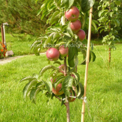 Obelis (Malus) 'Inese' koloniška obelis vėlyva rudeninė raudoni obuoliai saldžiarūgštis