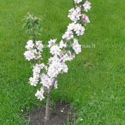 Obelis (Malus) 'Inese' koloniška obelis vėlyva rudeninė raudoni obuoliai saldžiarūgštis
