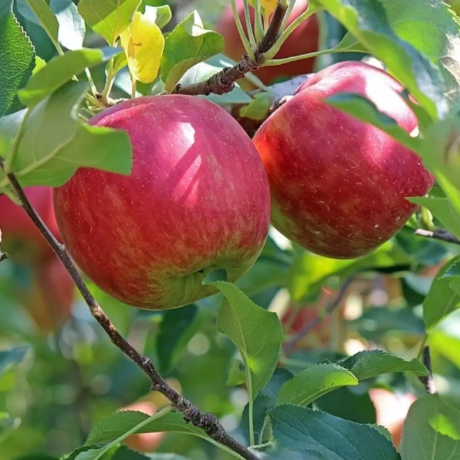 Obelis (Malus) 'Ligol' vidutinio dydžio obelis žieminiai obuoliai
