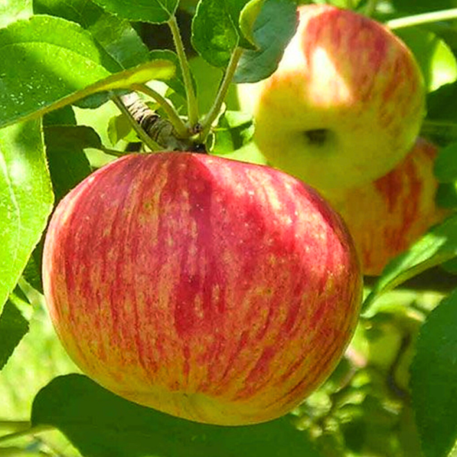 Obelis (Malus) 'Persikinis'