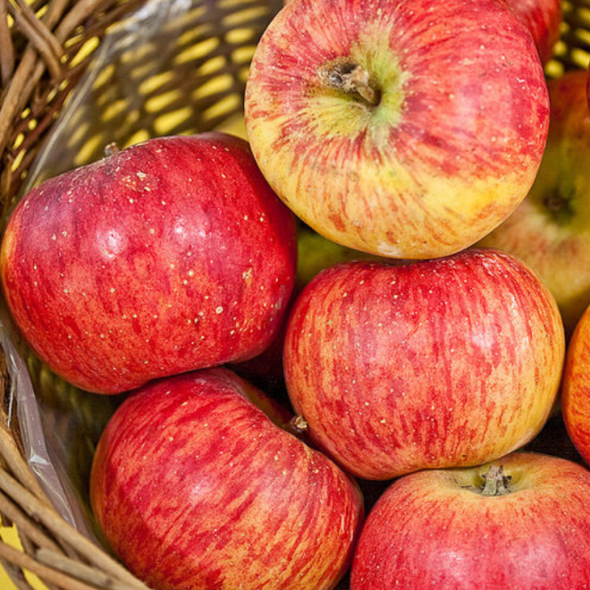 Obelis (Malus) 'Topaz'