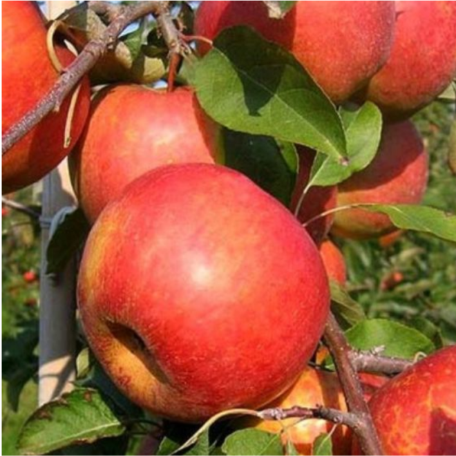 Obelis (Malus) 'Šampion'
