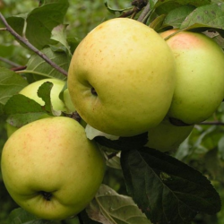 Obelis (Malus) 'Beržininkų ananasinis'