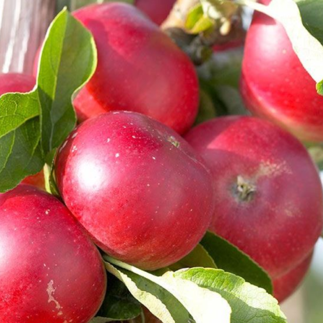 Obelis (Malus) 'Elina'