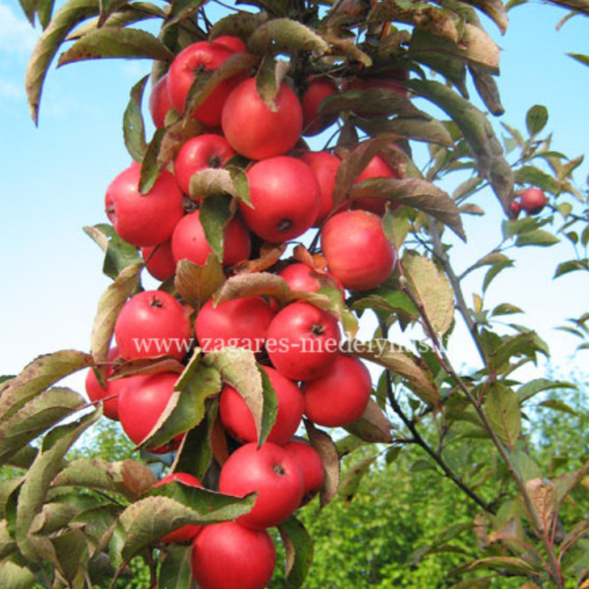 Obelis (Malus) 'Elina'