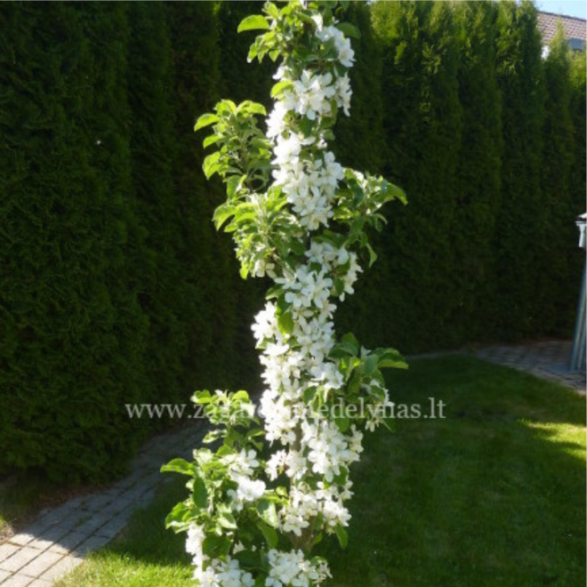 Obelis (Malus) 'Nataliuška'