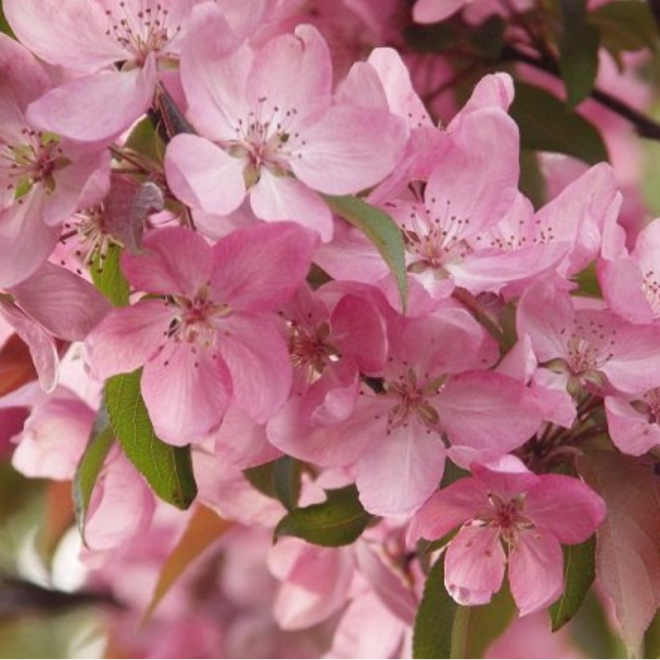 Obelis purpurinė (Malus x purpurea) 'Makowiecki' raudonai rožiniai žiedai vaisiai valgomi