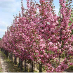 Obelis purpurinė (Malus x purpurea) 'Makowiecki' raudonai rožiniai žiedai vaisiai valgomi