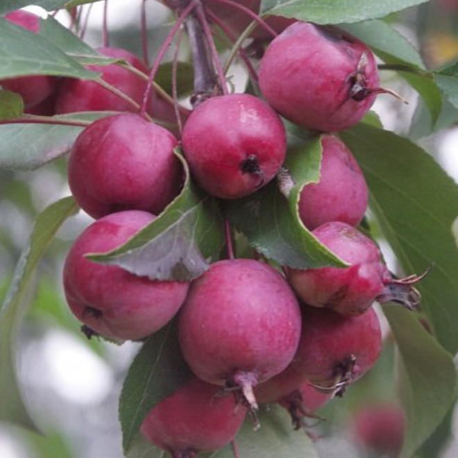 Obelis purpurinė (Malus x purpurea) 'Makowiecki' raudonai rožiniai žiedai vaisiai valgomi