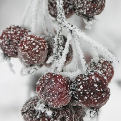 Obelis purpurinė (Malus x purpurea) 'Makowiecki' raudonai rožiniai žiedai vaisiai valgomi