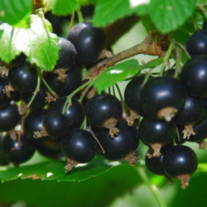 Serbentai juodieji (Ribes) 'Ben Lomond'