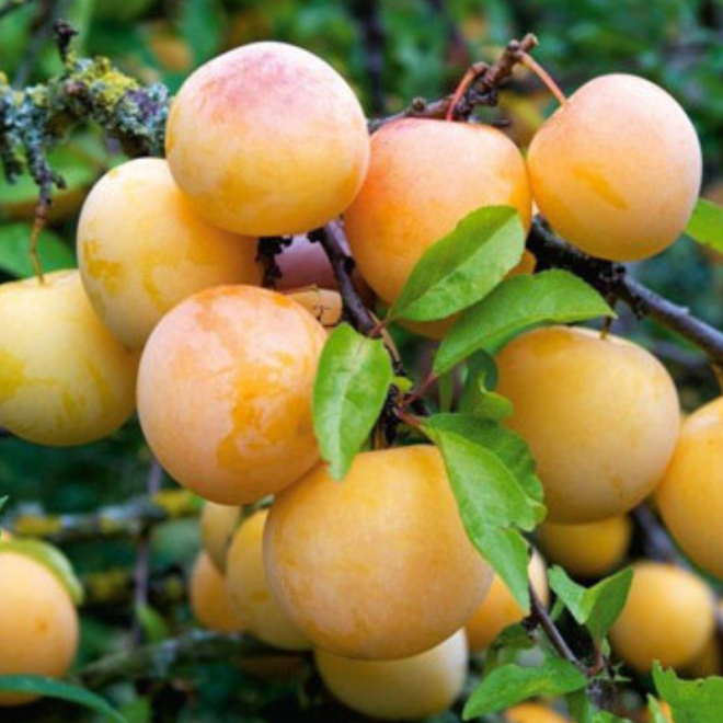 Slyva (Prunus) 'Uleno renklodė'