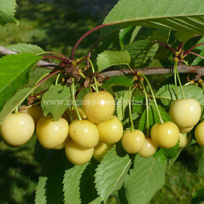 Trešnė (Prunus) 'Paula' geltonos uogos saldžios sultingos kryžmadulkė