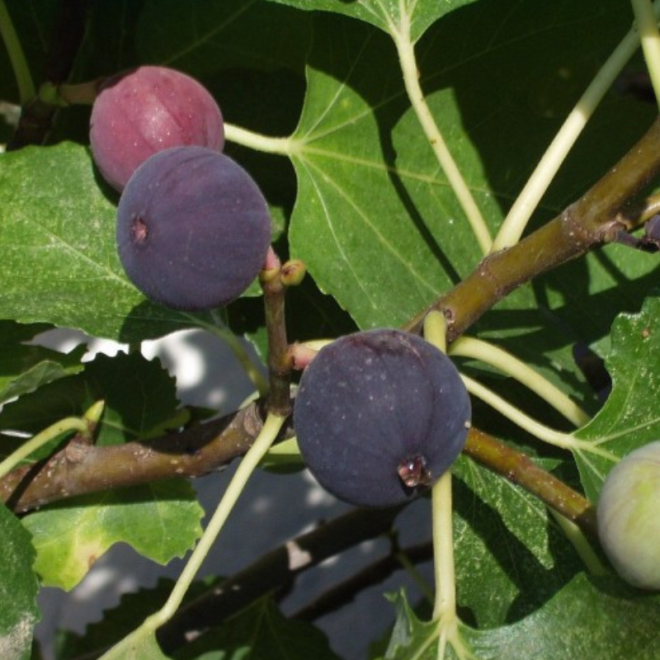 Figmedis (Ficus carica) 'Little Miss Figgy' valgomi vaisiai sultingi savidulkis vazonams