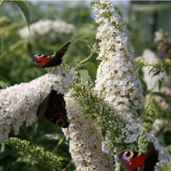 Budlėja davido (Buddleja davidii) 'White Profusion'