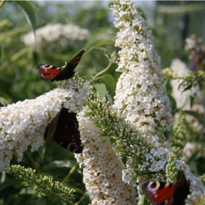 Budlėja davido (Buddleja davidii) 'White Profusion'
