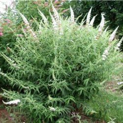 Budlėja davido (Buddleja davidii) 'White Profusion'