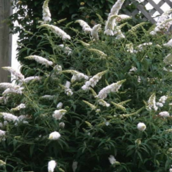Budlėja davido (Buddleja davidii) 'White Profusion'