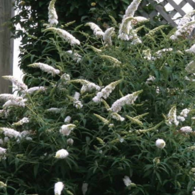 Budlėja davido (Buddleja davidii) 'White Profusion'