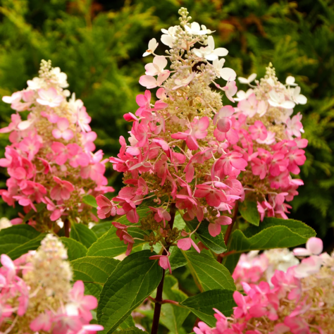Hortenzija šluotelinė (Hydrangea paniculata) 'Pinky Winky' medelis