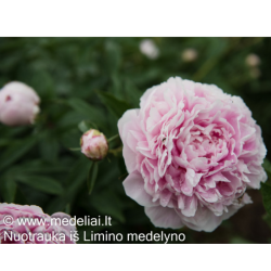 Bijūnas (Paeonia) 'Sarah Bernhardt' labai pilnaviduris rožinis žiedas vėlyva veislė