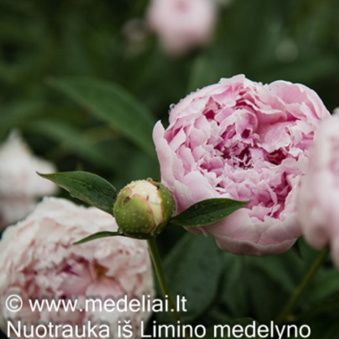 Bijūnas (Paeonia) 'Sarah Bernhardt' labai pilnaviduris rožinis žiedas vėlyva veislė