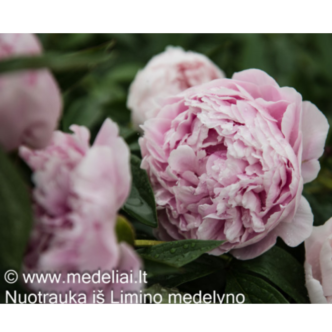 Bijūnas (Paeonia) 'Sarah Bernhardt' labai pilnaviduris rožinis žiedas vėlyva veislė