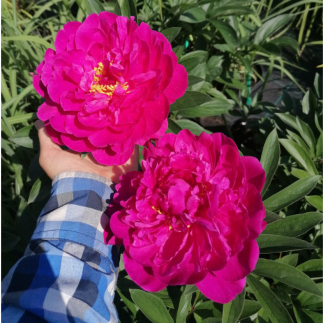 Bijūnas (Paeonia) rožinis pusiau pilnaviduris