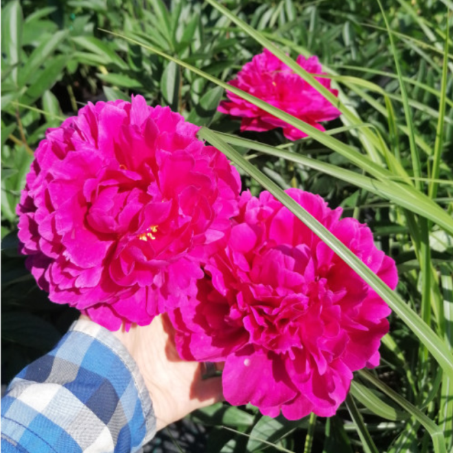Bijūnas (Paeonia) rožinis pusiau pilnaviduris