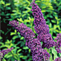 Budlėja davido (Buddleja davidii) 'Black Knight'
