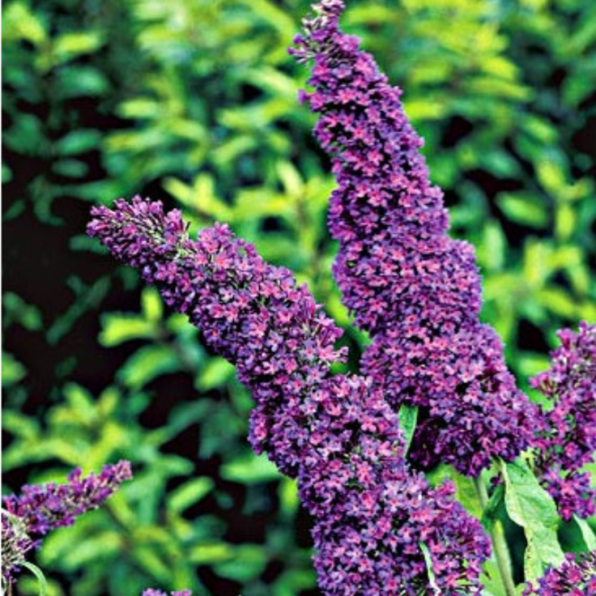 Budlėja davido (Buddleja davidii) 'Black Knight'