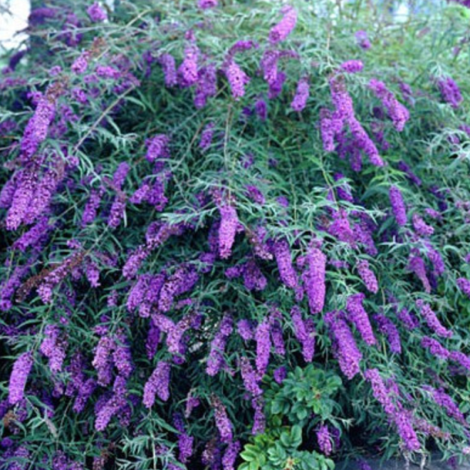 Budlėja davido (Buddleja davidii) 'Black Knight'