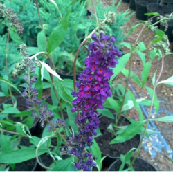 Budlėja davido (Buddleja davidii) 'Black Knight'