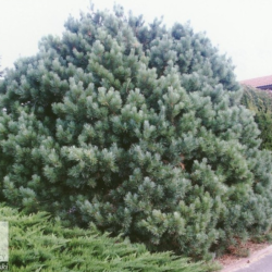Pušis paprastoj (Pinus sylvestris) 'Watereri'
