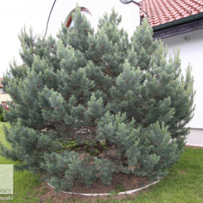 Pušis paprastoj (Pinus sylvestris) 'Watereri'