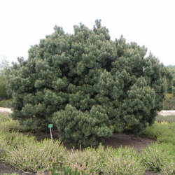 Pušis paprastoj (Pinus sylvestris) 'Watereri'