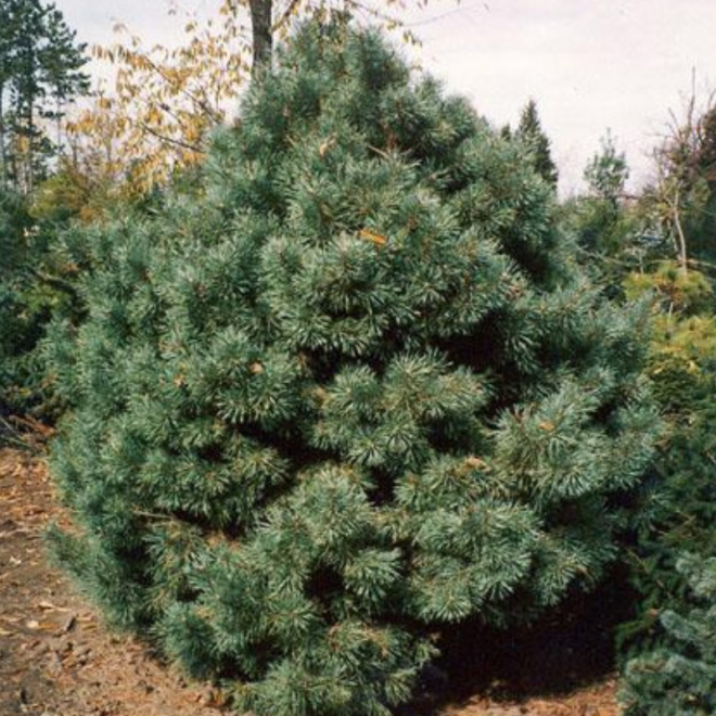 Pušis paprastoj (Pinus sylvestris) 'Watereri'