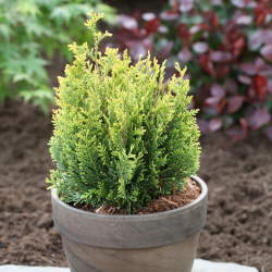 Tuja didžioji (Thuja plicata) 'Little Boy'