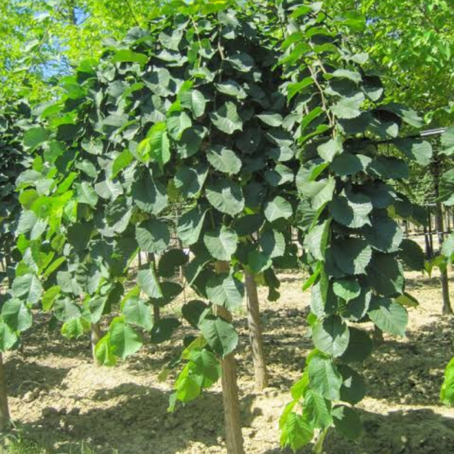 Guoba kalninė (Ulmus glabra) 'Pendula'