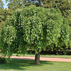 Guoba kalninė (Ulmus glabra) 'Pendula'
