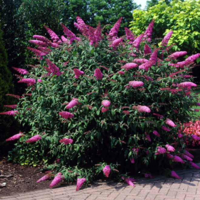 Budlėja davido (Buddleja davidii) 'Pink Delight'