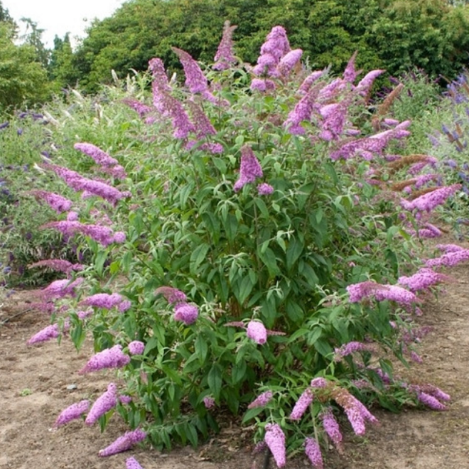 Budlėja davido (Buddleja davidii) 'Pink Delight'