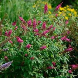 Budlėja davido (Buddleja davidii) 'Butterfly Red'