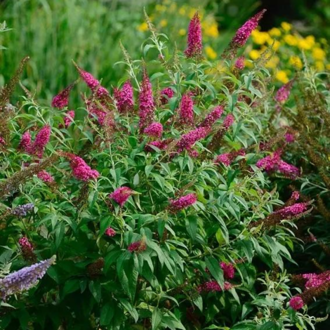 Budlėja davido (Buddleja davidii) 'Butterfly Red'