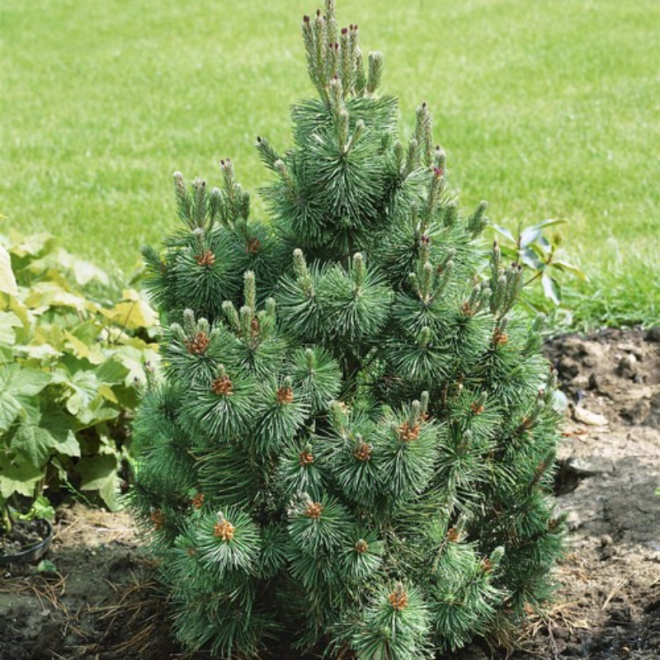 Pušis kalninė (Pinus mugo) 'Columbo'