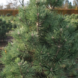 Pušis kalninė (Pinus mugo) 'Columbo'