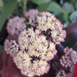 Šilokas (Sedum) 'Globe Yellow' gelsvi žiedai sausai saulėtai vietai
