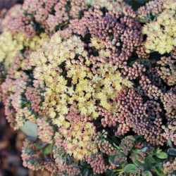 Šilokas (Sedum) 'Globe Yellow' gelsvi žiedai sausai saulėtai vietai