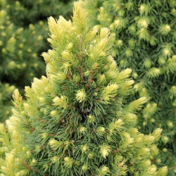 Eglė baltoji (Picea glauca) 'Rainbow's End'